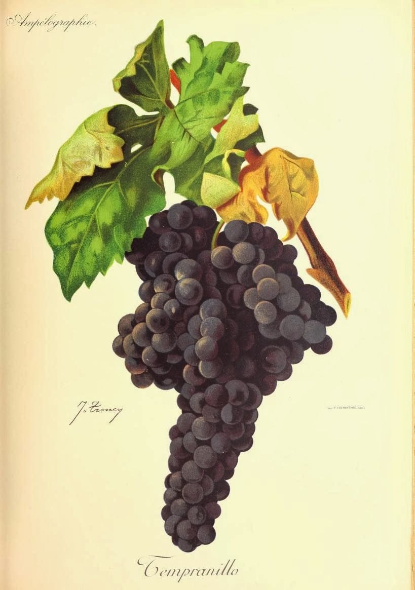 Tempranillo, plate from Viala and Vermorel
