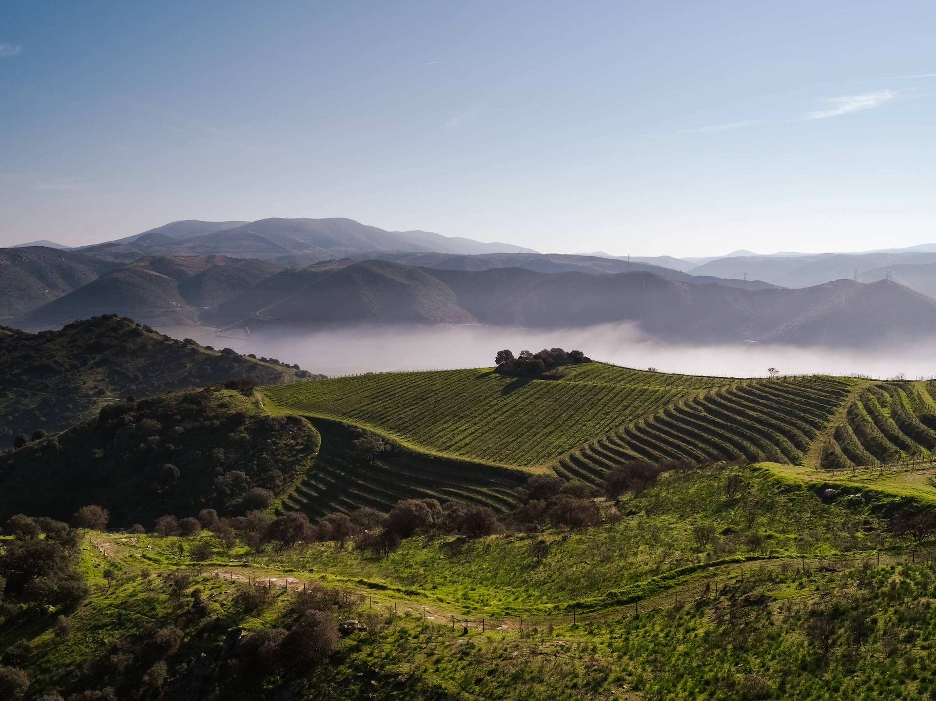 Brume matinale sur les vignes