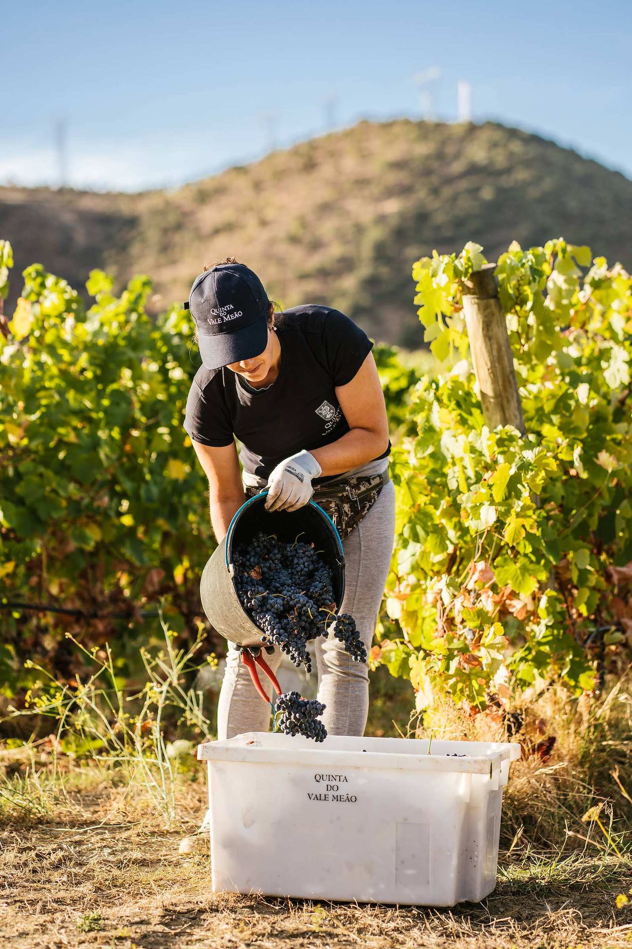 Vendanges à Quinta do Vale Meão