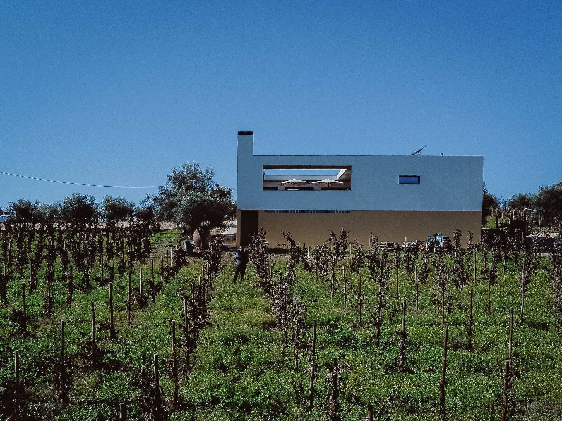 Le chai au milieu des vignes