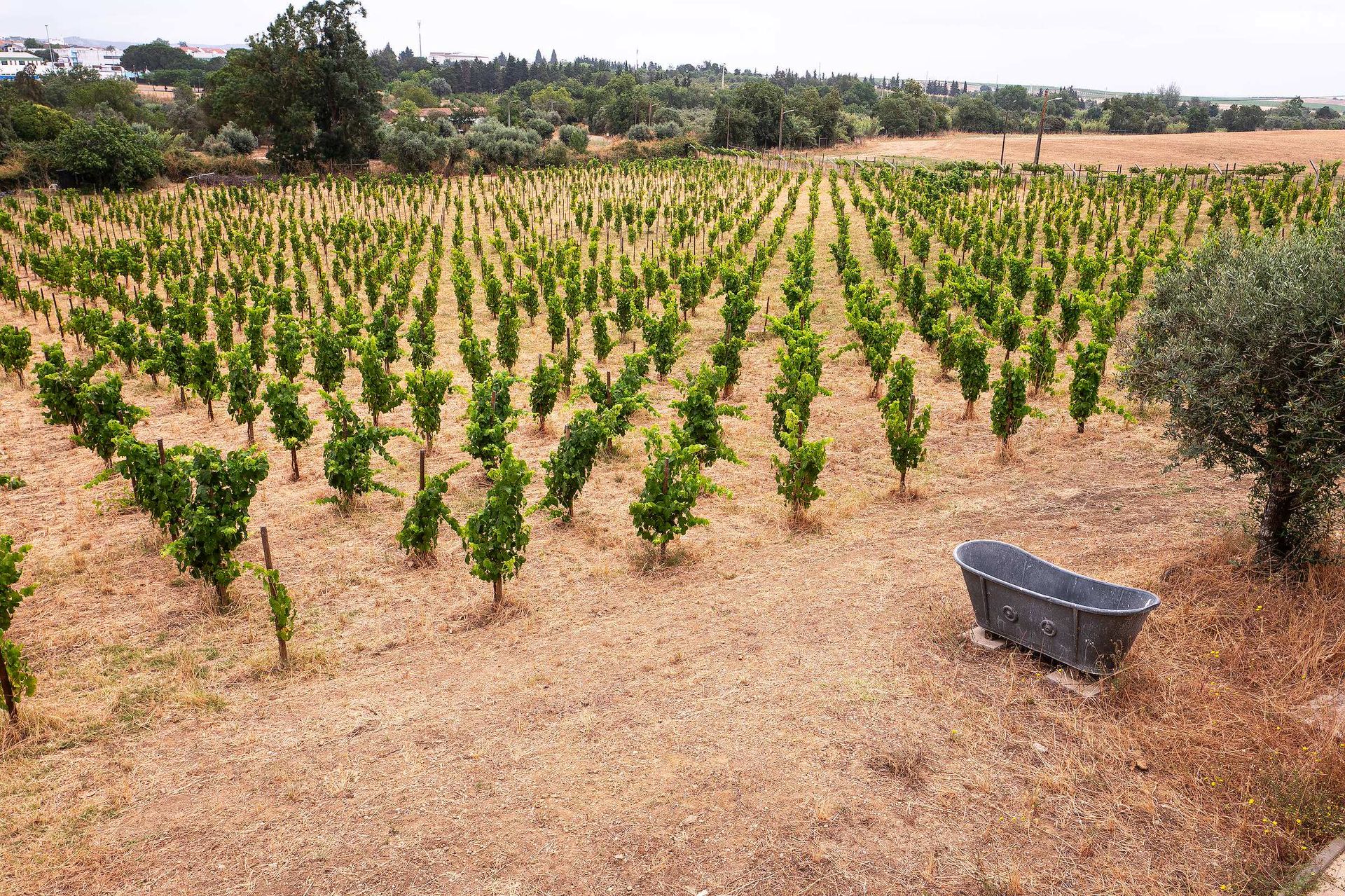 Jeunes plantations