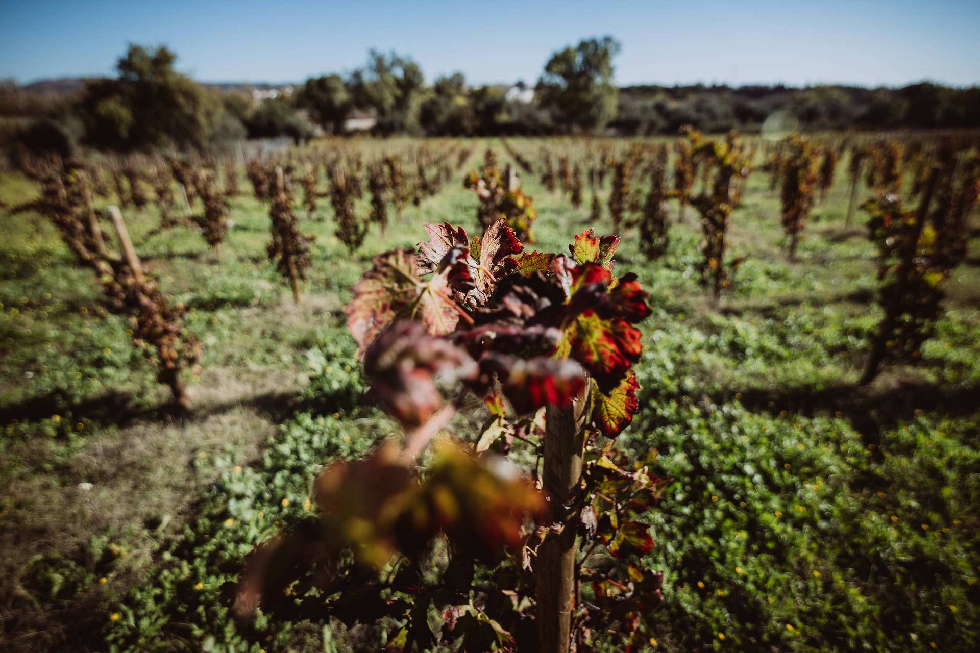 L’automne dans la vigne