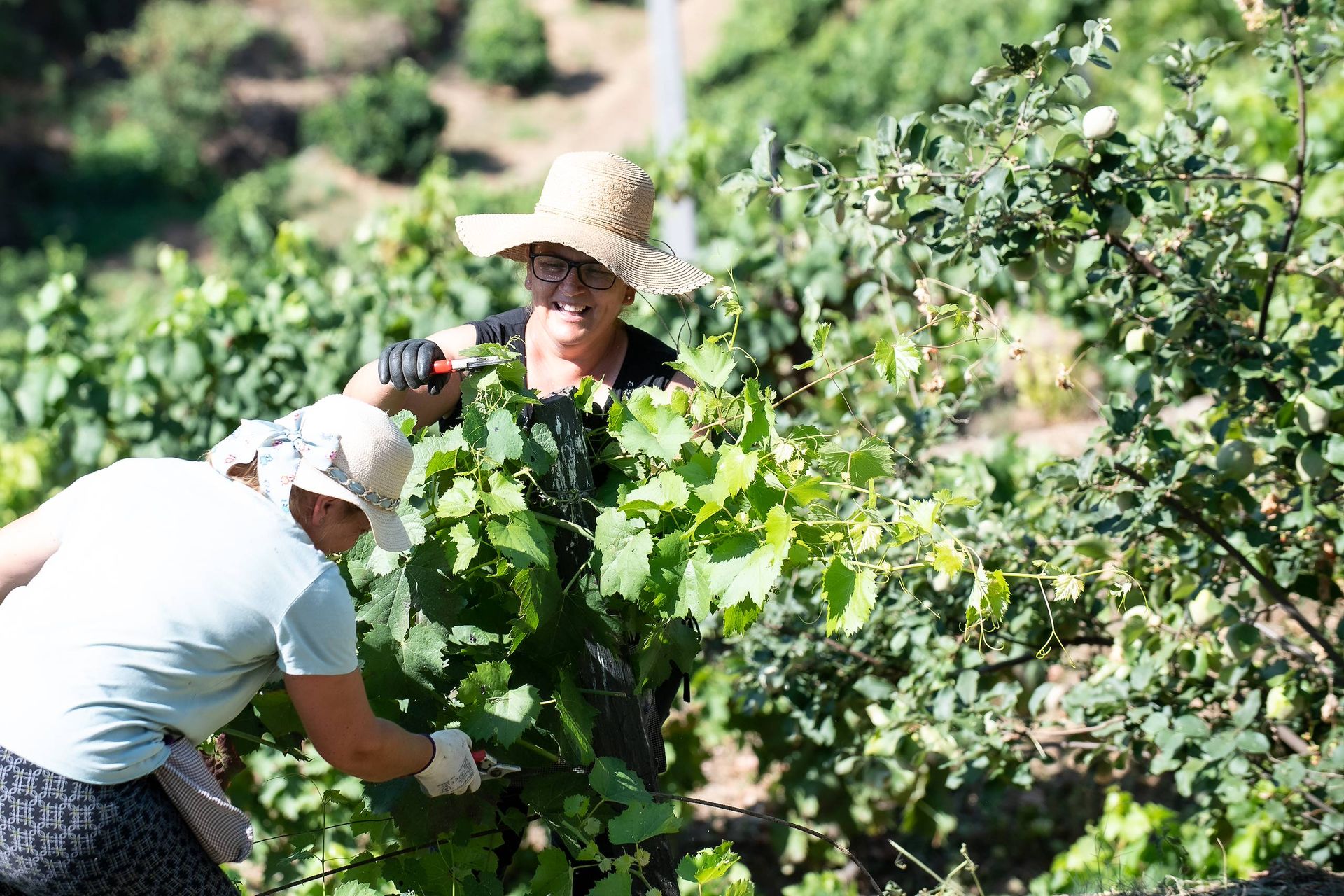 Pickers among the vines