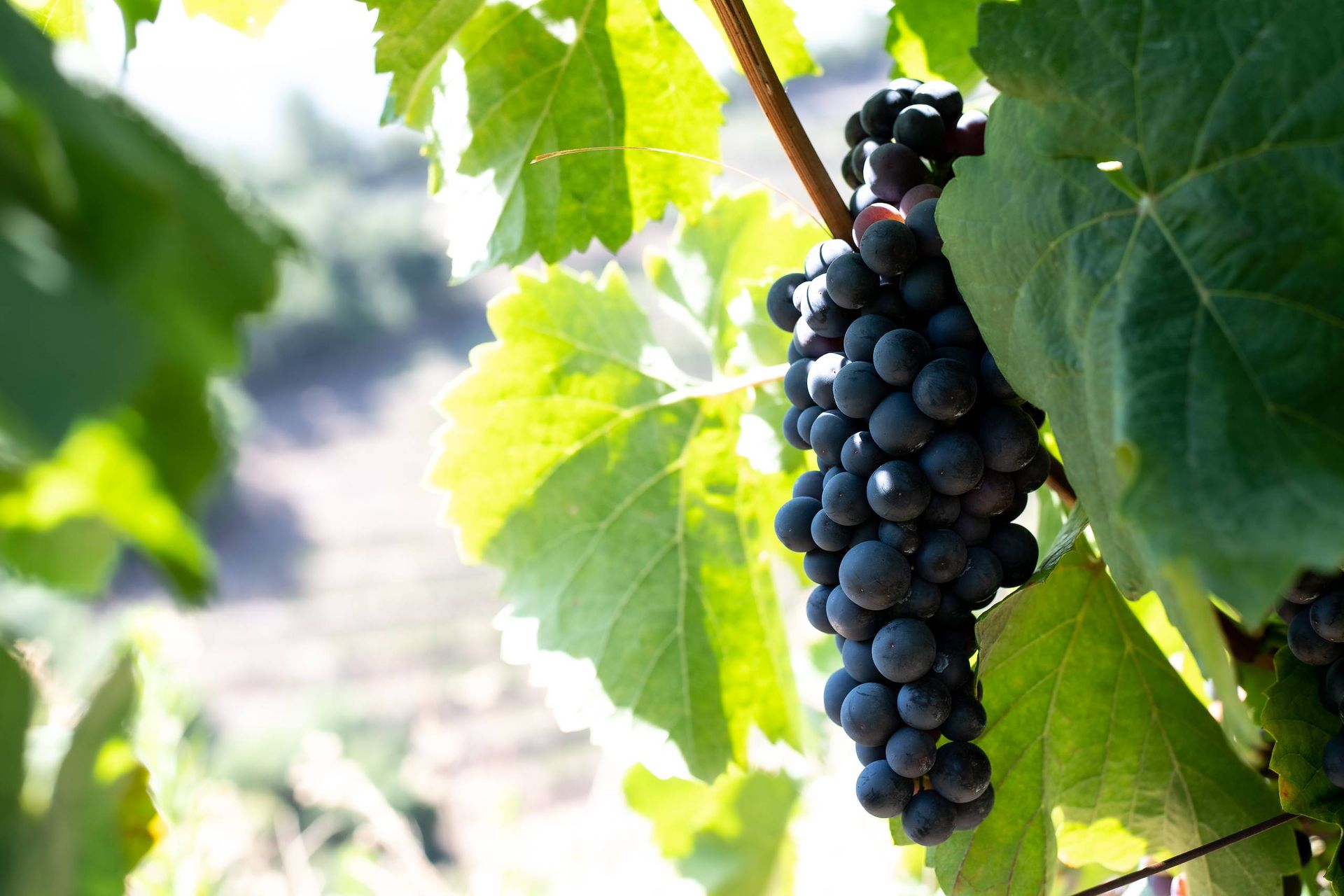 A bunch of black grapes