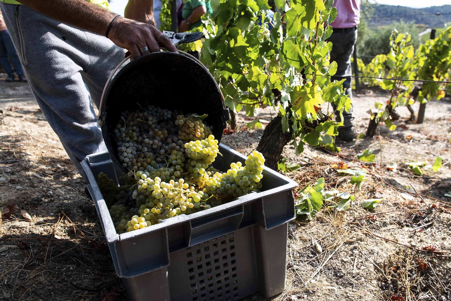 A crate of white grapes during the harvest