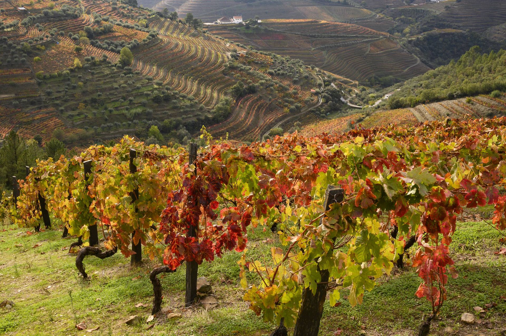 Autumn colours in the vineyard