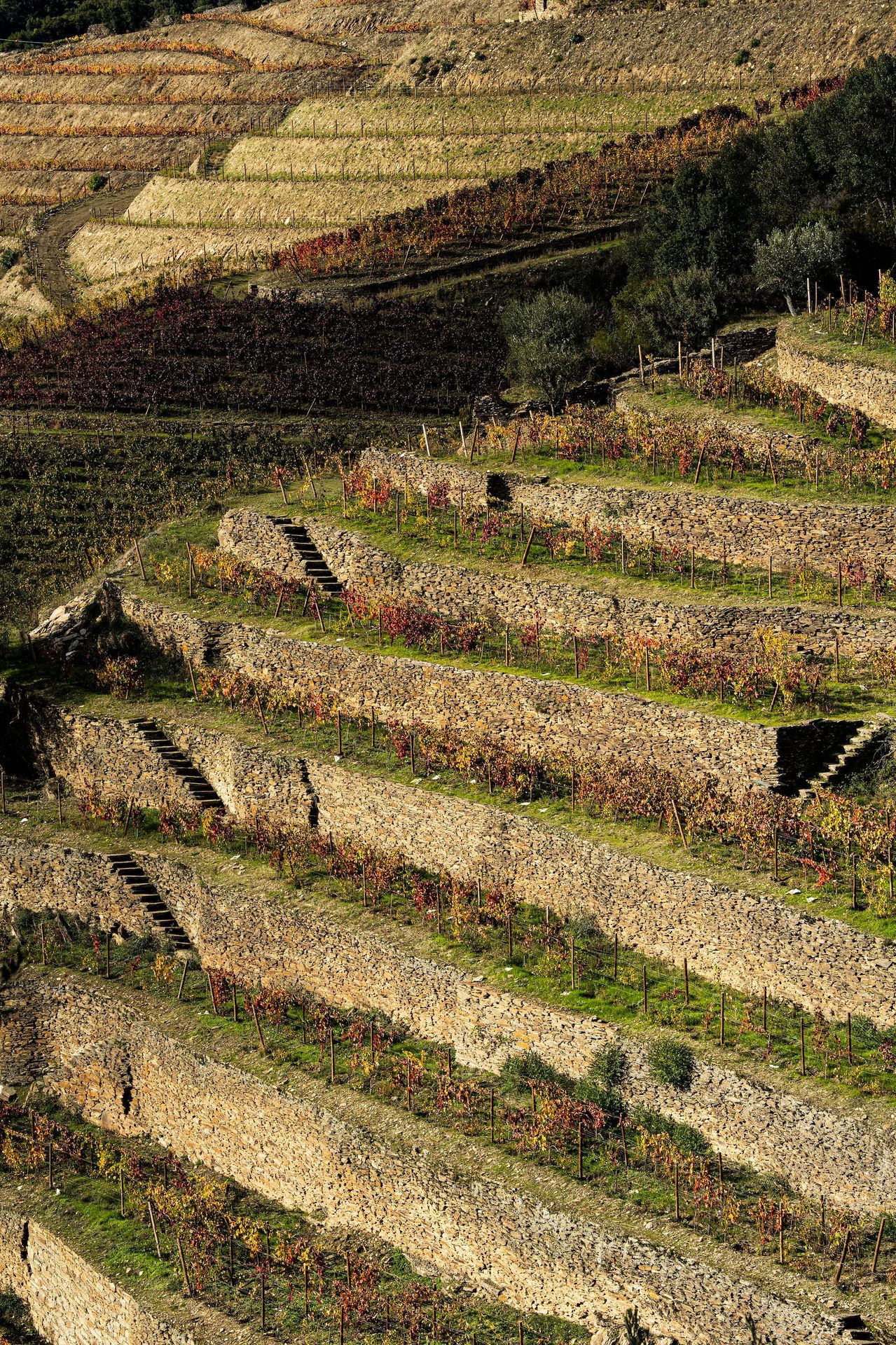 Terraces with schist walls