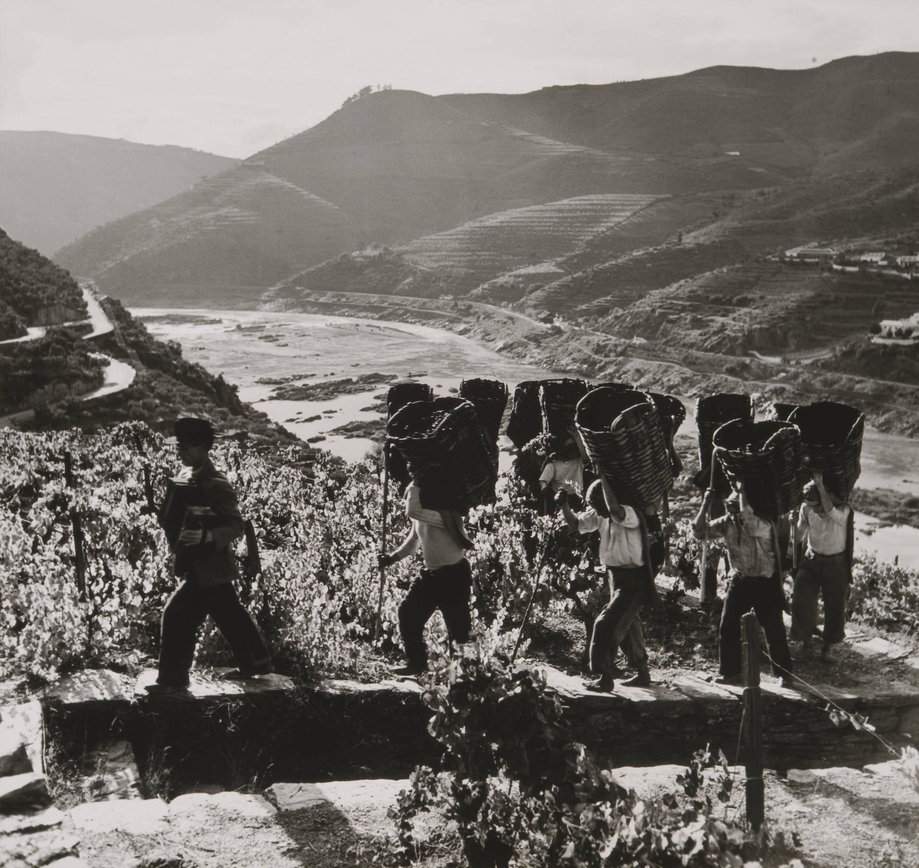 Grape porters with baskets on their backs on the Douro terraces, historical photo by Artur Pastor