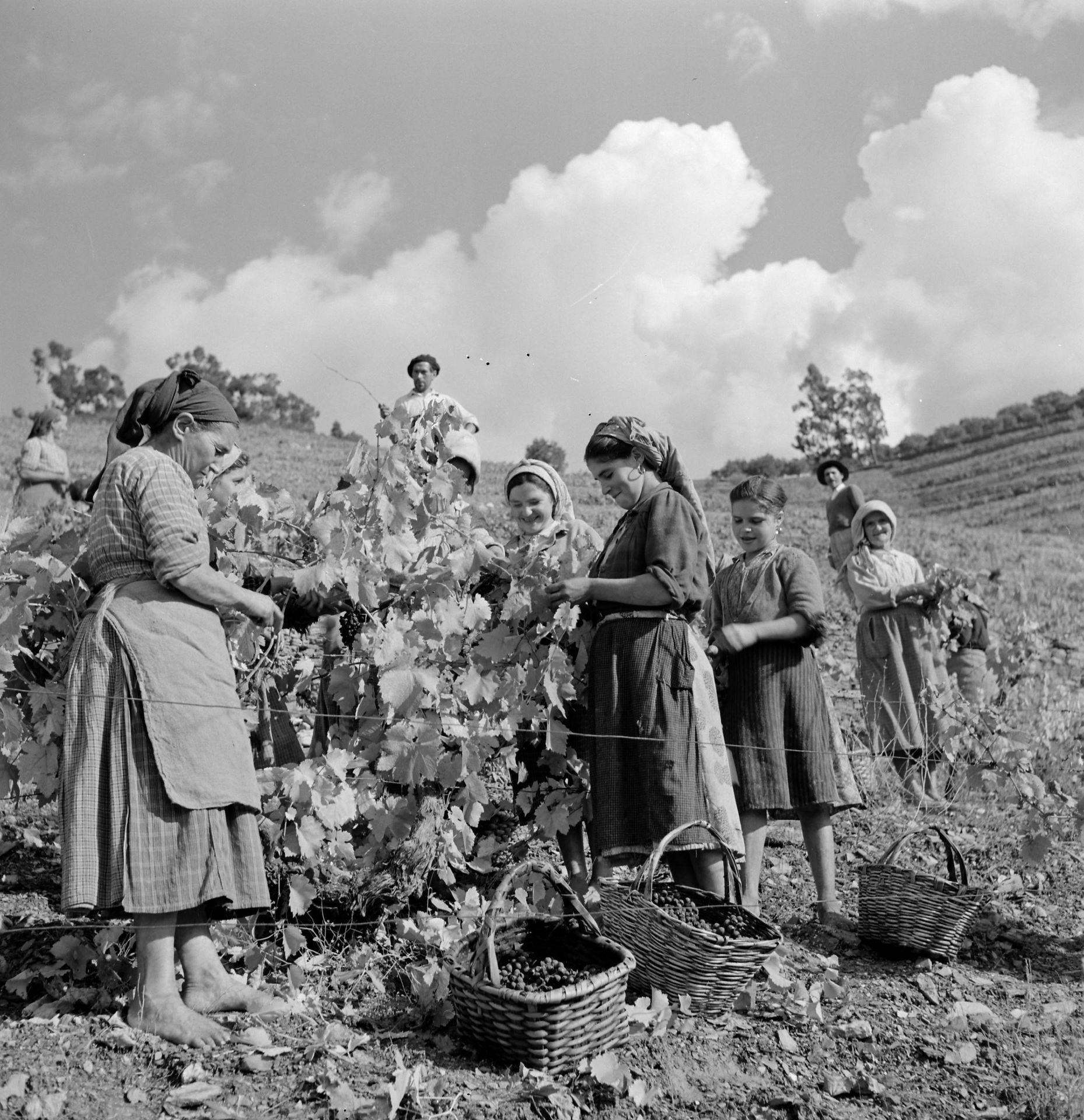Women pickers with baskets in the vineyard, historical photo by Artur Pastor