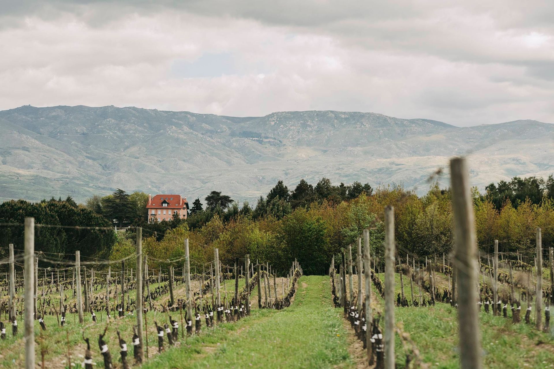 Casa da Passarella vineyard with the mountains behind