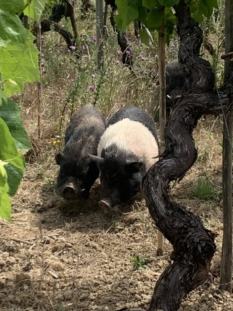 Varkens tussen oude, knoestige wijnstokken