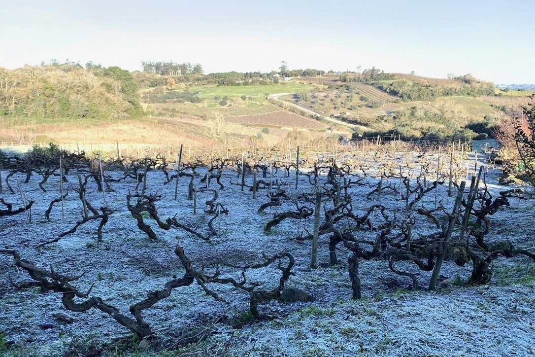 Oude wijnstokken onder rijp in de winter