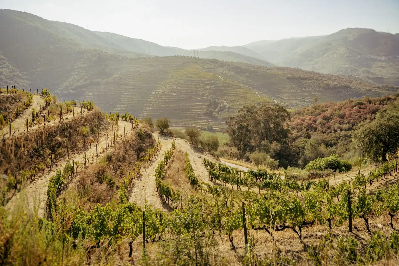 Wijngaarden in de Douro