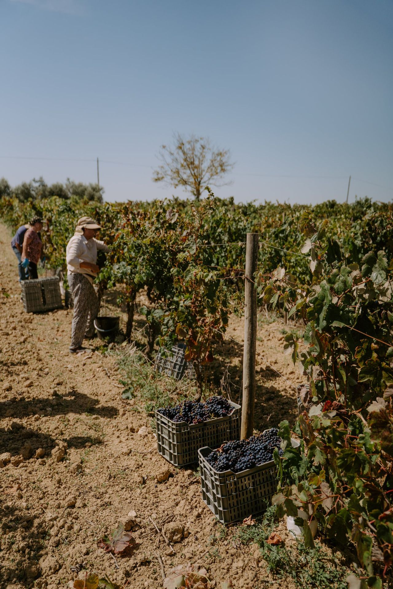 Pickers among the vines