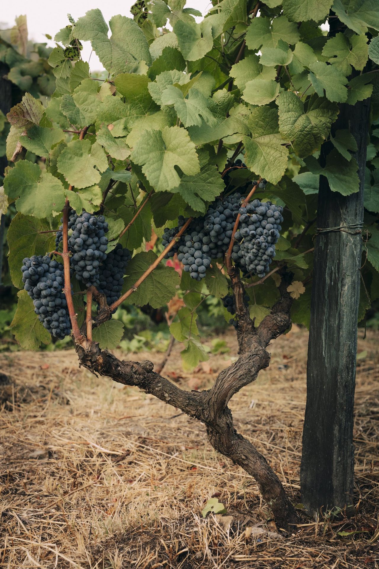 Old vine with bunches