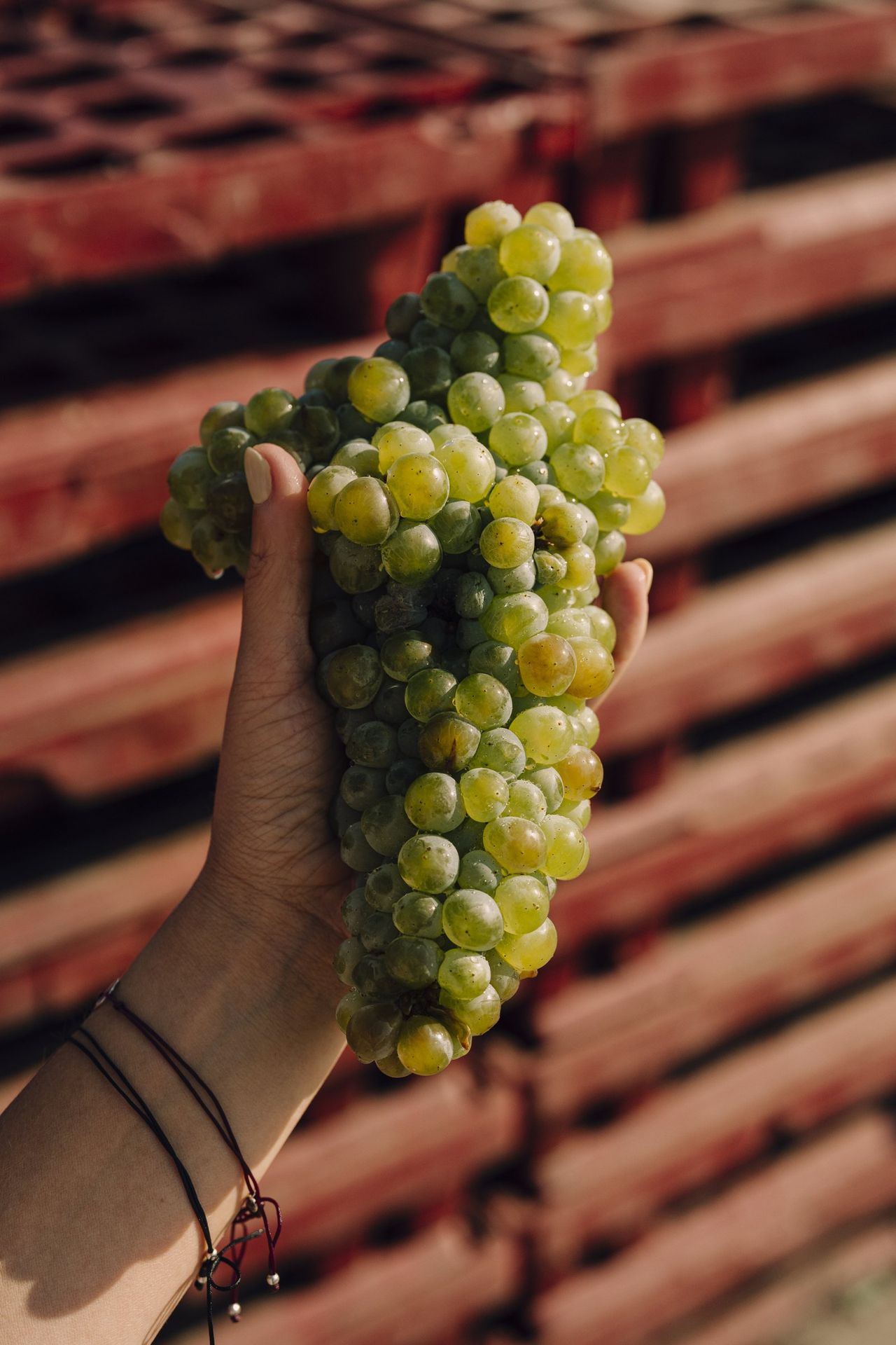 A bunch of white grapes