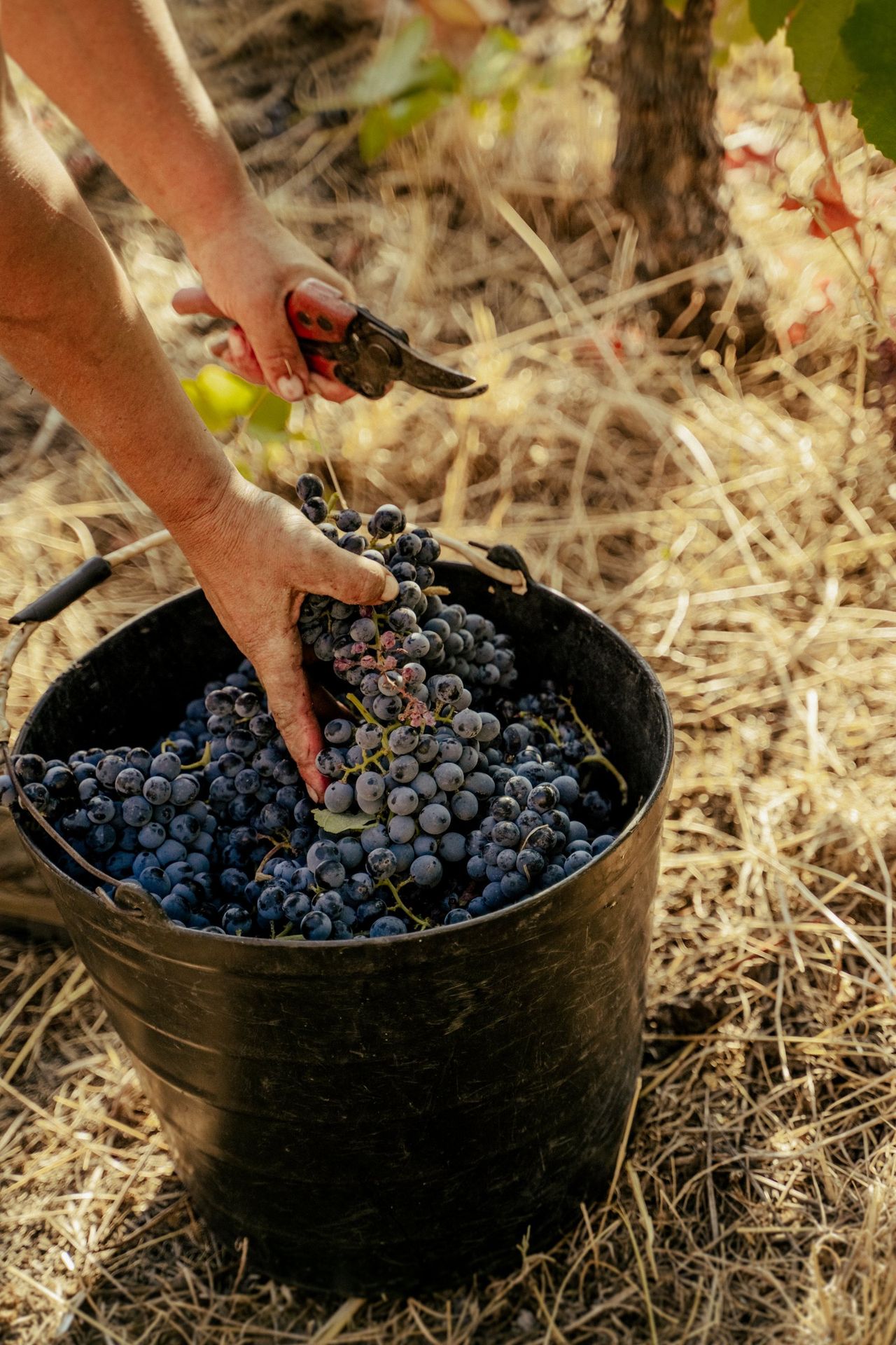 A bucket of freshly picked grapes