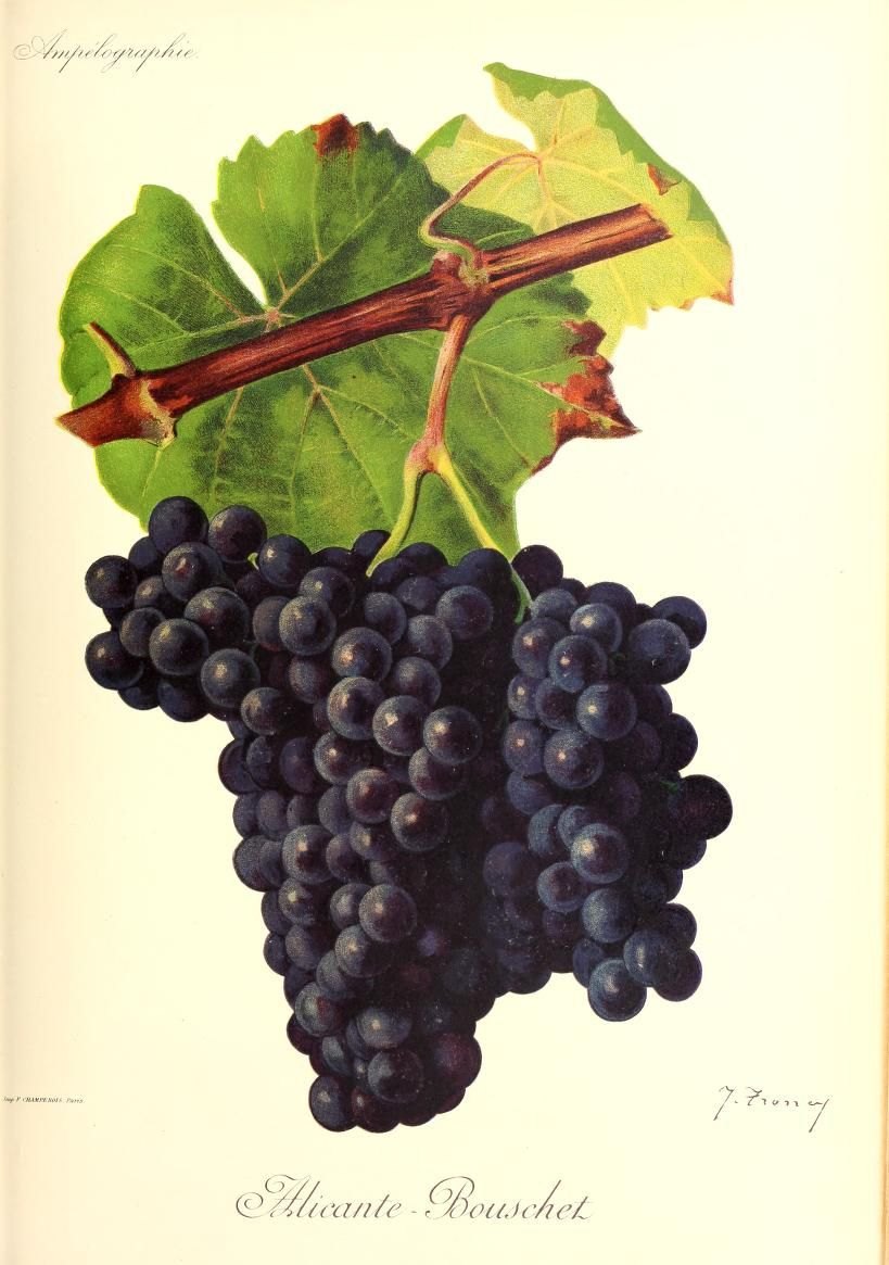 Alicante Bouschet, plaat uit Viala en Vermorel