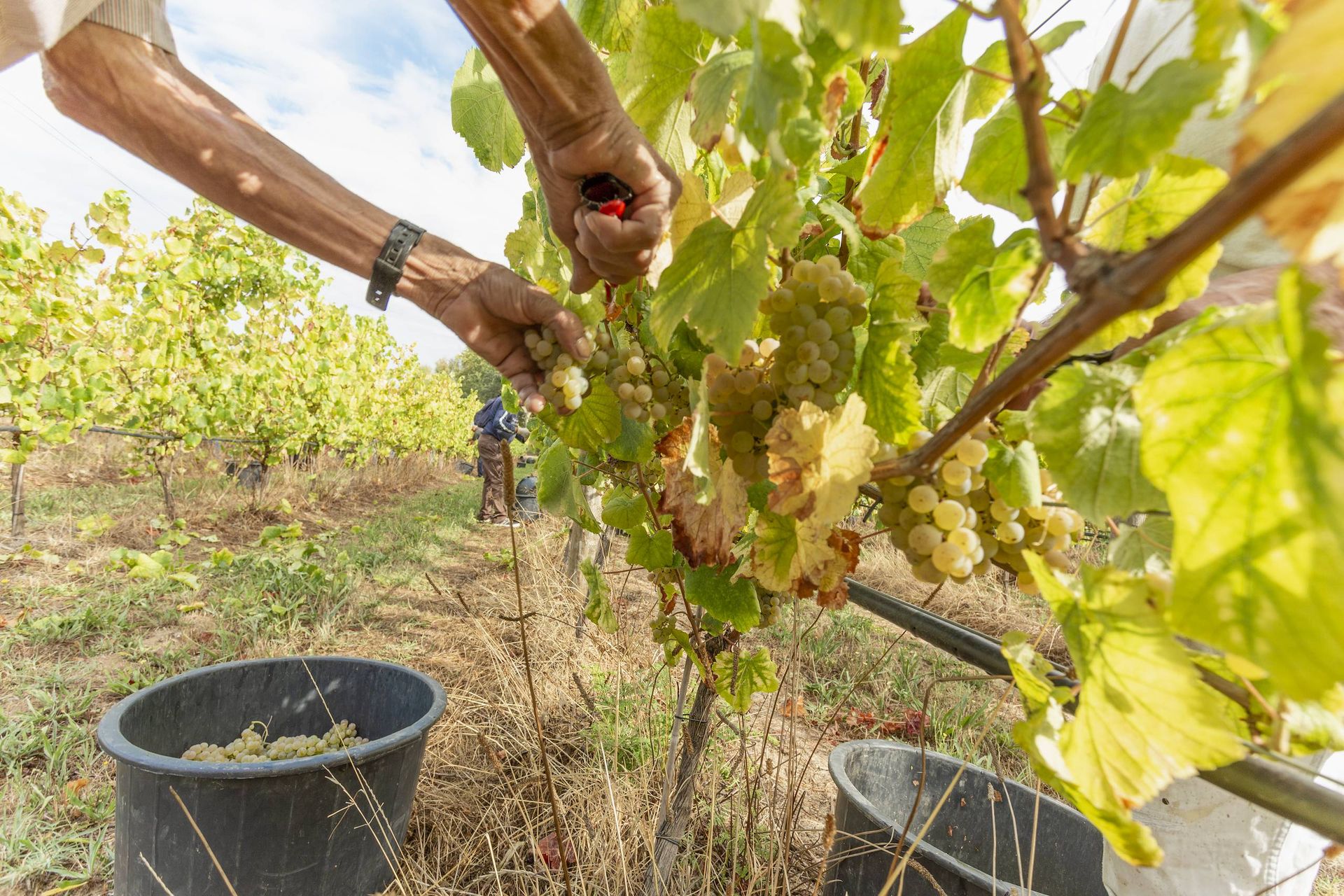 Cueillette des grappes d'Alvarinho