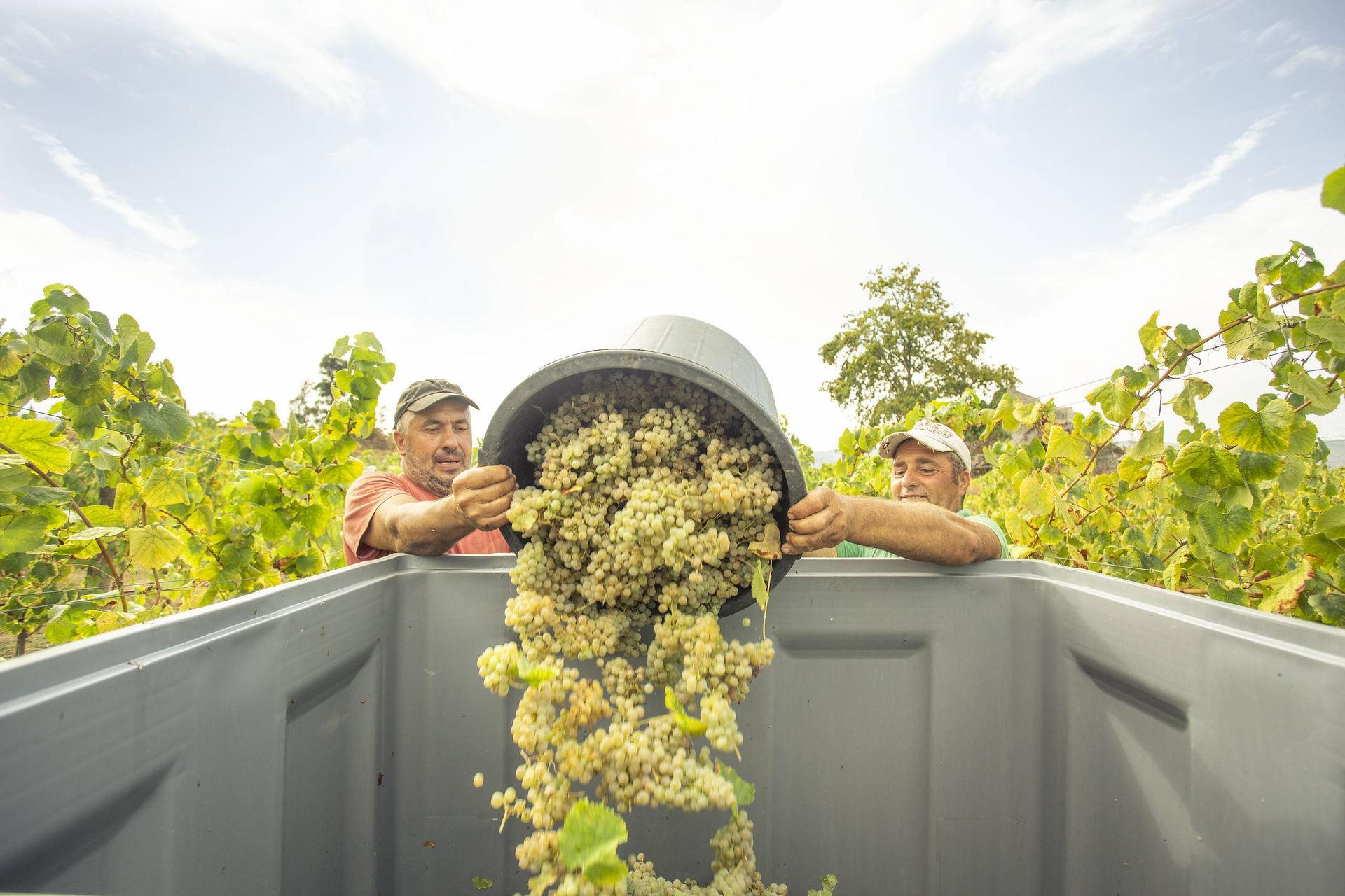 Une caisse pleine d'Alvarinho