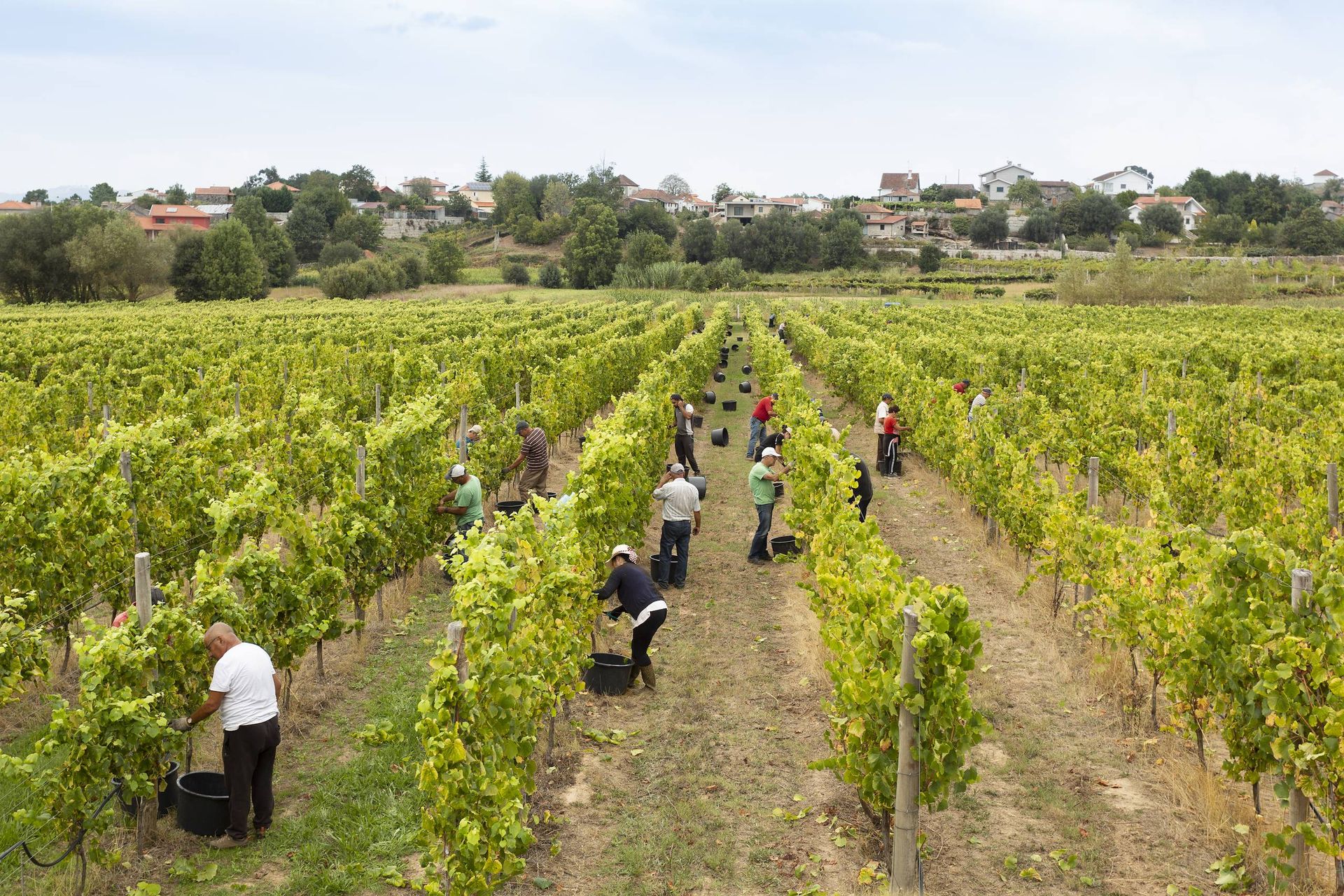 Vendangeurs dans la vigne