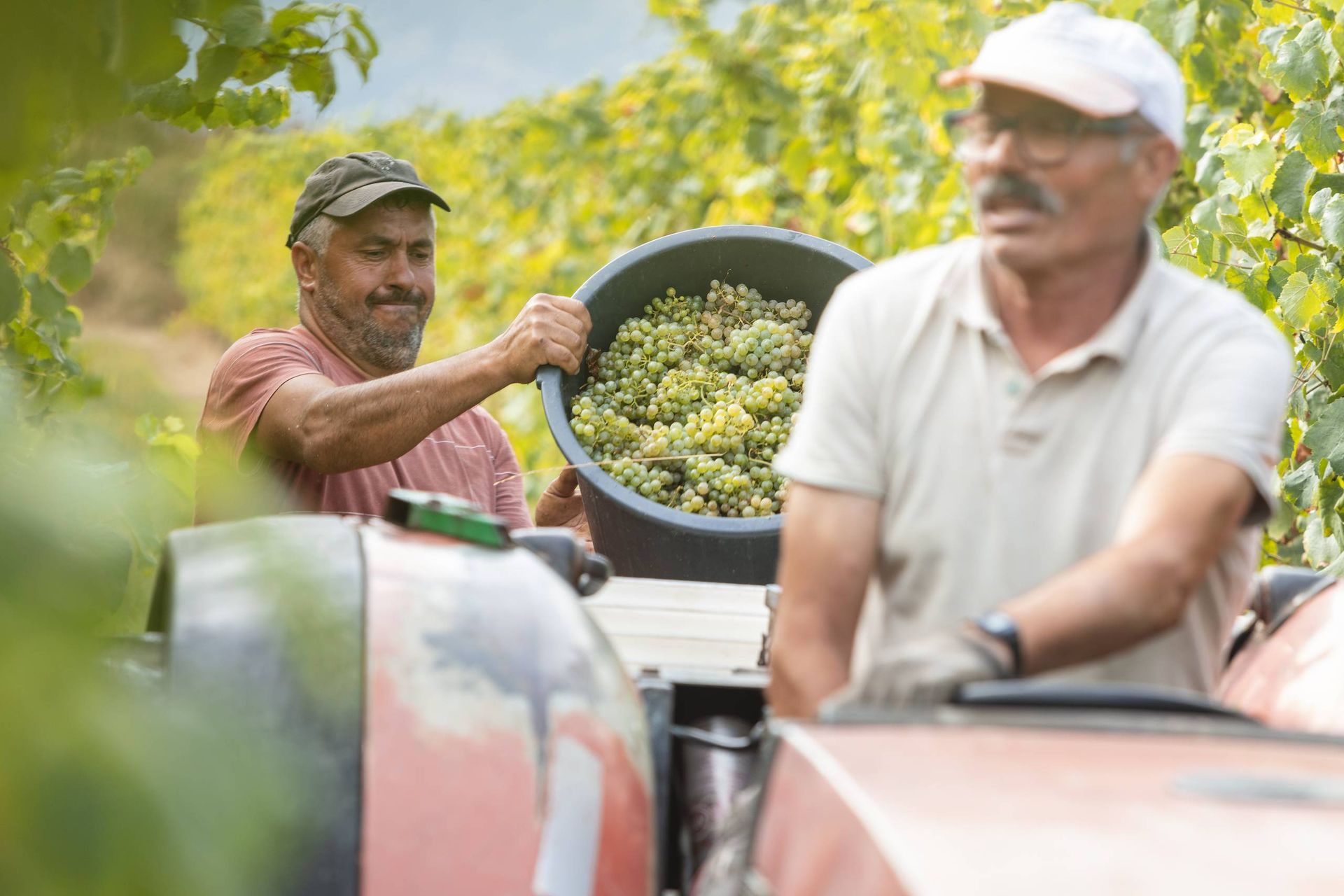 Des vendangeurs versent une caisse d'Alvarinho dans la remorque