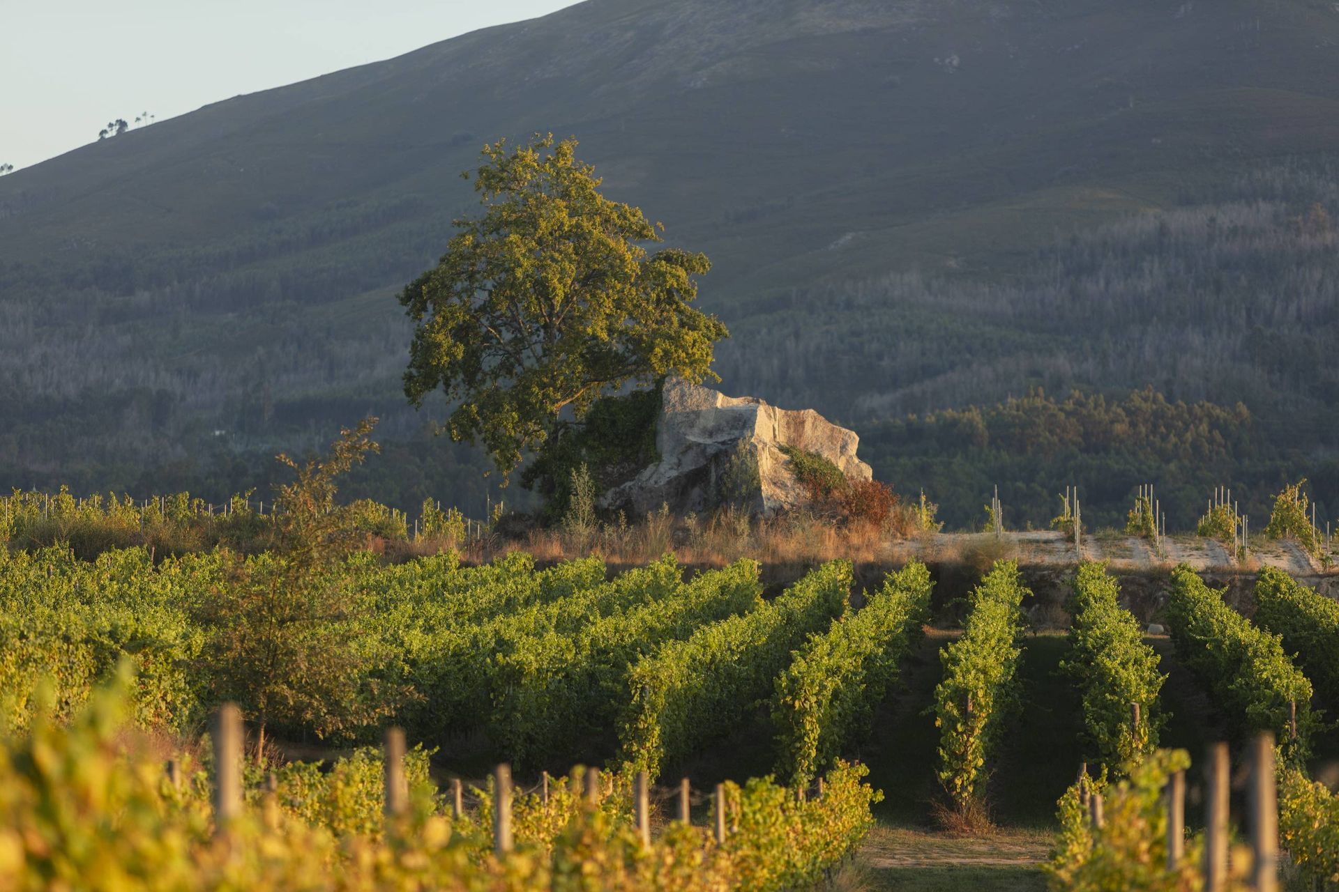 Les vignes de la Quinta da Torre