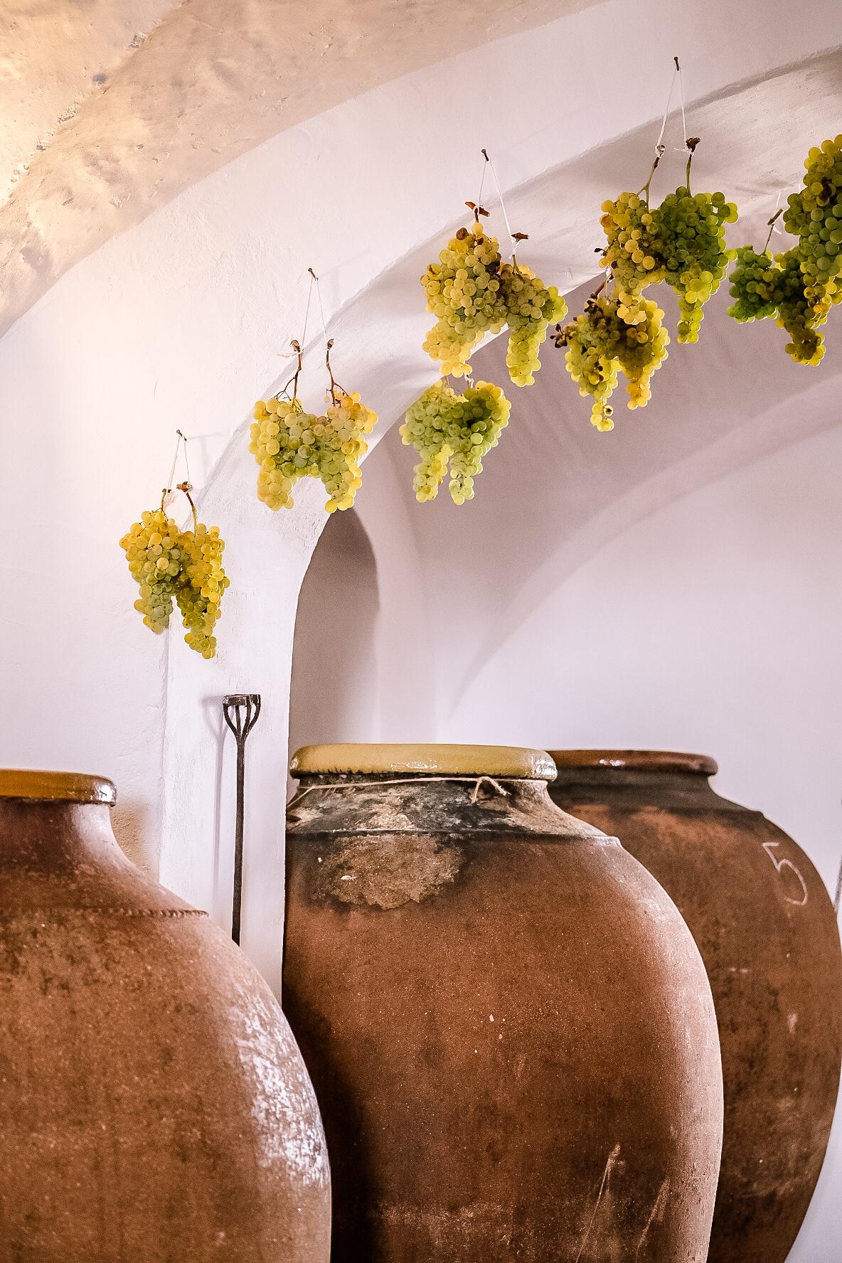 Talhas and bunches of grapes in the cellar