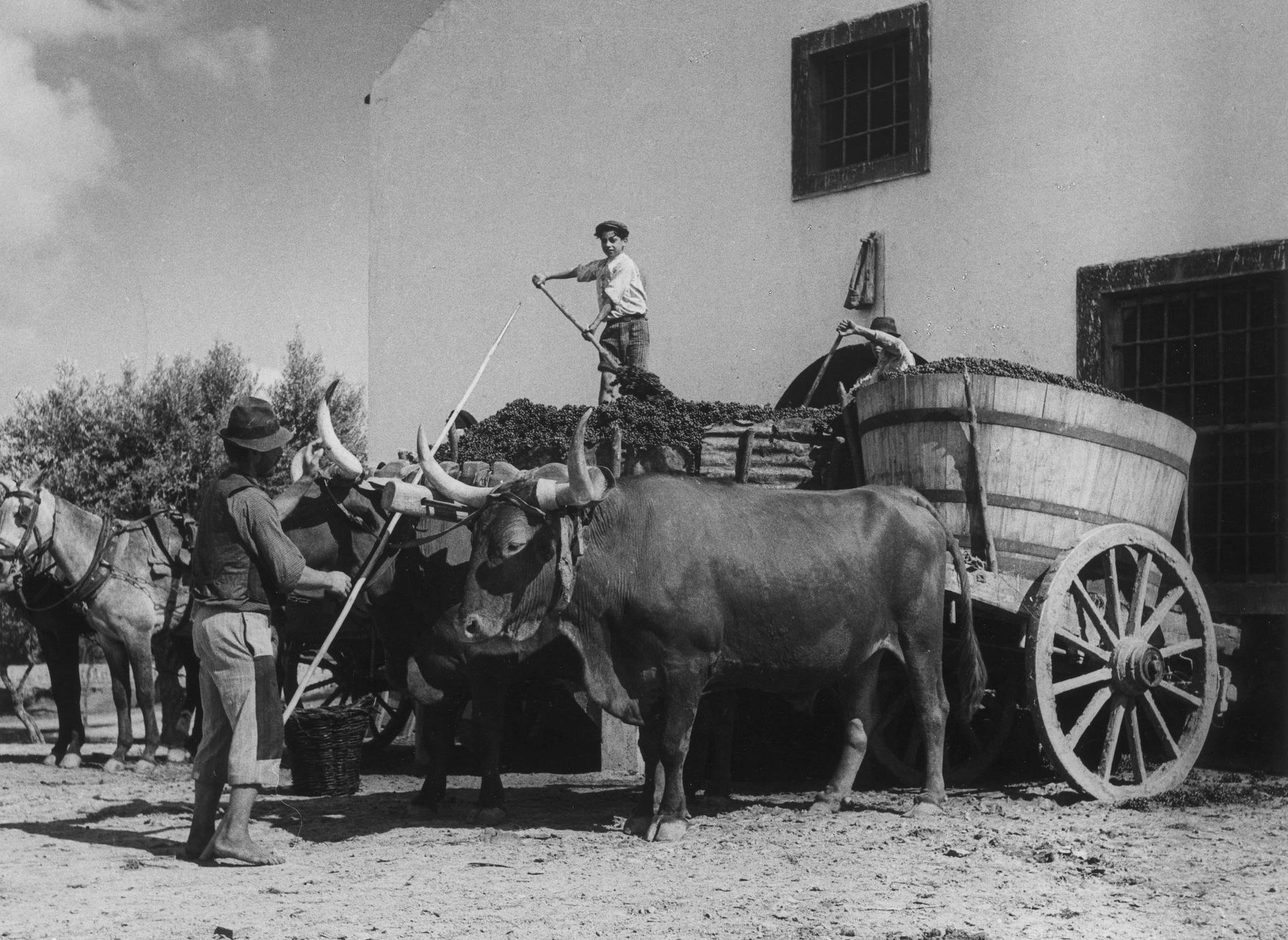 Transporting grapes by ox cart, historical photo by Artur Pastor