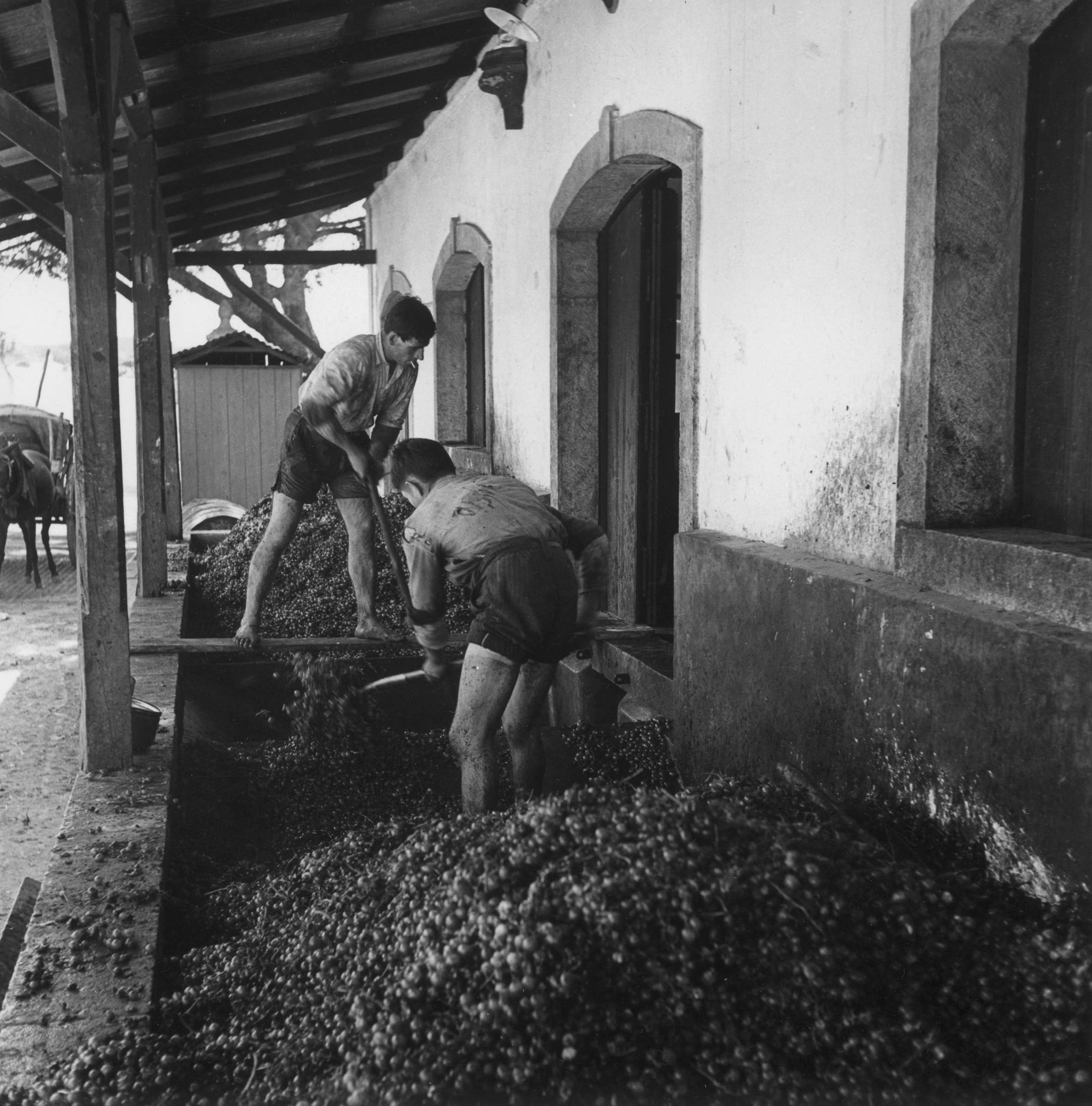 Work at a cellar after the harvest, historical photo by Artur Pastor